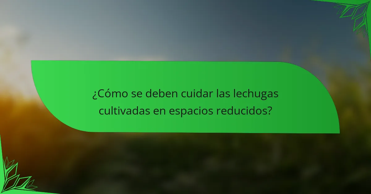 ¿Cómo se deben cuidar las lechugas cultivadas en espacios reducidos?