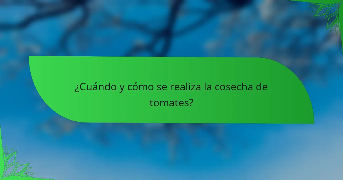 ¿Cuándo y cómo se realiza la cosecha de tomates?